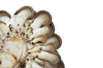 oyster mushrooms bottom view isolate on a white background many cut small