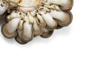 oyster mushrooms bottom view isolate on a white background many cut small