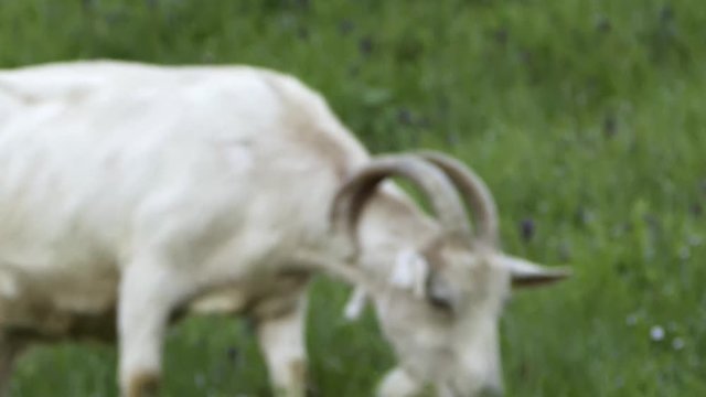 Capra al pascolo 4k HDR