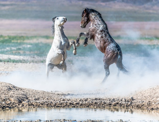 Desert Wild Horses