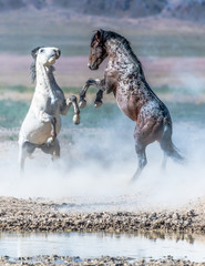 Desert Wild Horses