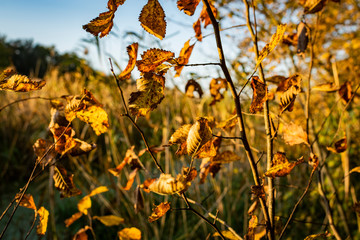 Golden leaves background. Autumn in the park. 