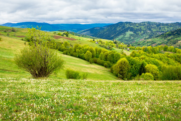 Obraz premium beautiful rural landscape of mountainous area. countryside scenery on a n overcast day in spring