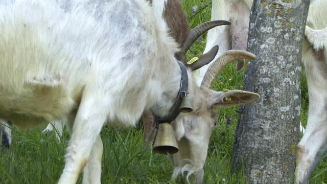 Capra al pascolo