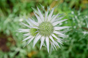 Top view of one green flower of Eryngium planum plant, commonly known as the blue eryngo or flat sea holly, in a garden in a sunny spring day, photographed with soft focus
