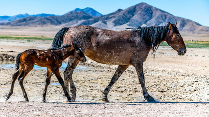 Desert Wild Horses
