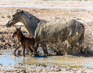 Desert Wild Horses