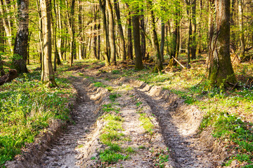 Fototapeta premium Baggerfahrt im Wald