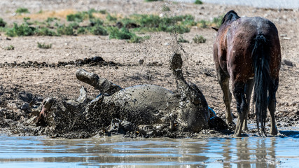 Desert Wild Horses