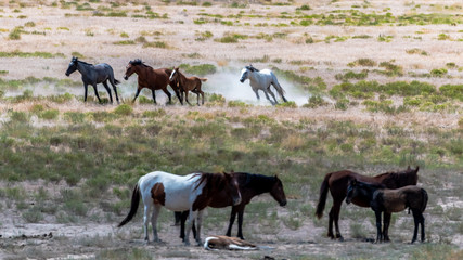 Desert Wild Horses