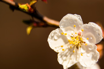 Branches of blossoming apricot macro with soft focus on gentle light sky background in sunlight with copy space. Beautiful floral image of spring nature. Effect of highlight. Shallow depth of field