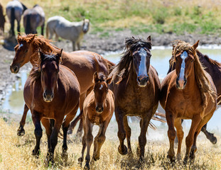 Desert Wild Horses