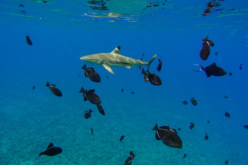 Fototapeta na wymiar Blacktip Reef Shark and Tropical Fish Under Blue Pacific Ocean in Bora Bora French Polynesia