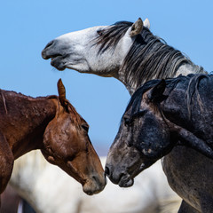 Desert Wild Horses