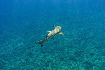Blacktip Reef Shark and Tropical Fish Under Blue Pacific Ocean in Bora Bora French Polynesia