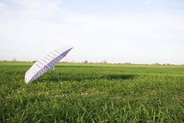 Parasol na polu pszenicy  © mateusz