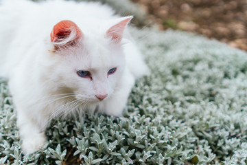 white cat with blue eyes on green flowers