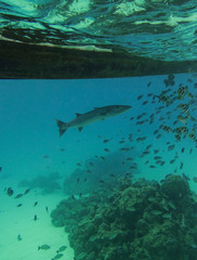 Fototapeta premium Barracuda and Tropical Fish Under Pacific Ocean in Bora Bora French Polynesia