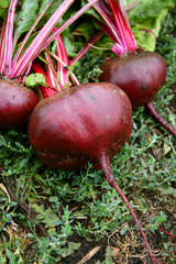 Beets on the grass in the garden close-up. Vegetable agriculture