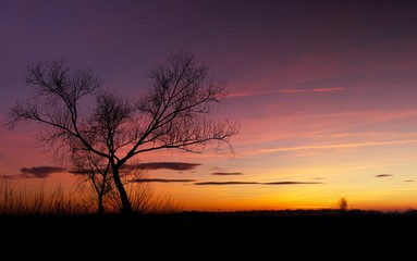 piękny zachód słońca z drzewem