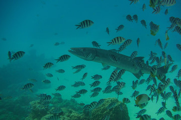 Fototapeta na wymiar Barracuda and Tropical Fish Under Pacific Ocean in Bora Bora French Polynesia