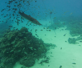 Barracuda and Tropical Fish Under Pacific Ocean in Bora Bora French Polynesia