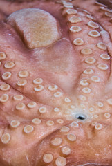 A close-up of frozen octopus