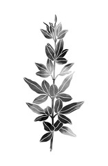 Beautiful plant. Hand painted image isolated on a white background. Watercolour painting. Black colour.