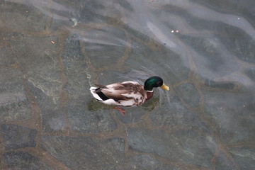 Canard Colvert sur le lac