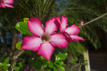 Pink Tropical Flower in the Garden Bora Bora French Polynesia