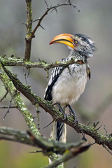 Yellow-billed Hornbill