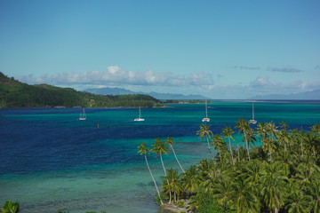 Sailboats Off the Coast in Turquoise Pacific Ocean in Bora  Bora French Polynesia with Island in Background and Palm Trees in Foreground