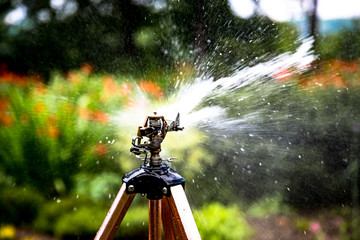 A sprinkler in the garden watering flowers early in the morning. 