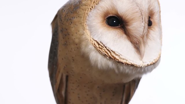 Schleiereule, Tyto alba, close up vom Kopf, der in verschiedene Richtungen blickt, 50fps