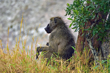 Baboon