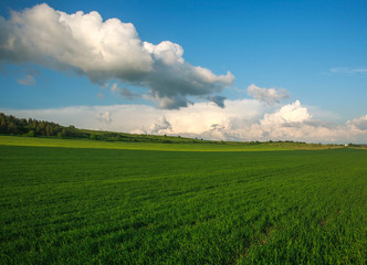 Obraz premium Green agricultural field in rural on blue sky and clouds background