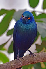 Blue Starling