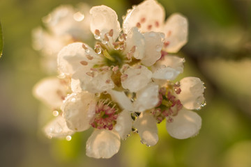 Fototapeta premium Branches of blossoming apricot macro with soft focus on gentle light sky background in sunlight with copy space. Beautiful floral image of spring nature. Effect of highlight. Shallow depth of field