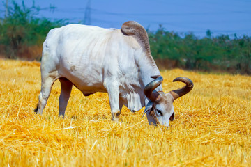 indian ox or bull eating a dry Grass close up view and selective focus, Farmer using oxen for working in the field, Indian farming scene