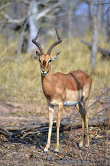 Impala