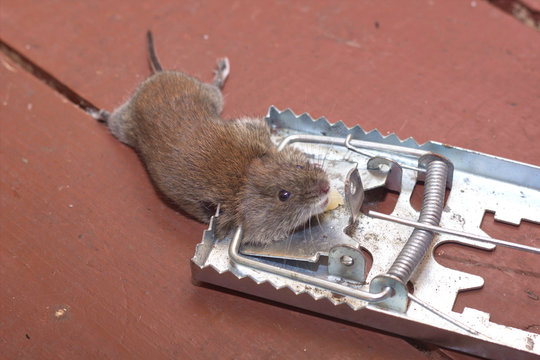 Dead wild house mouse (Mus musculus) catched in mousetrap (trap, rat killer) on cheese (separated, isolated). Little mouse is brown and grey with long whiskers. 