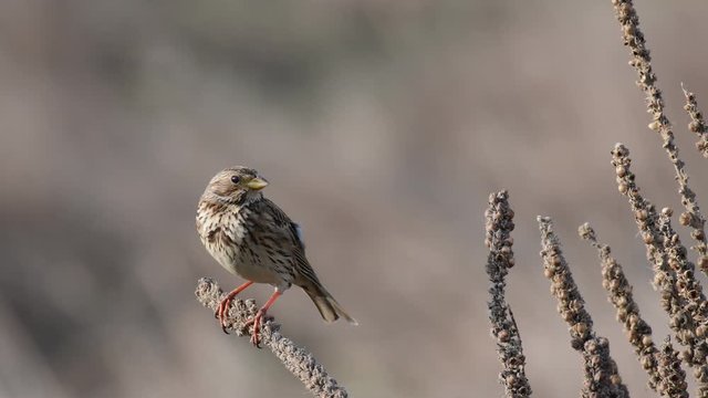Corn Bunting ( Miliaria calandra ) singing in a field