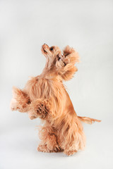 A blond haired cocker spaniel beggs on a white background