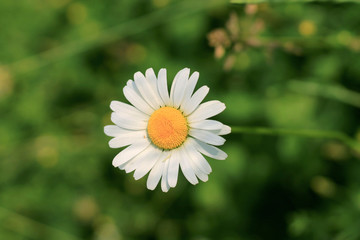 One daisy flower in grass