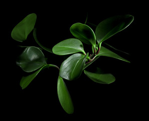 Green petals on a black background