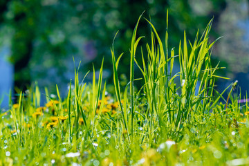 tall green grass close up. beautiful outdoor scenery on a sunny morning. freshness in nature concept