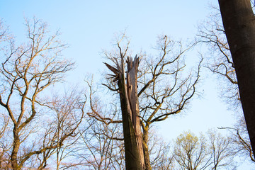 Abgerissener Baum