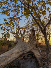 tree in the forest