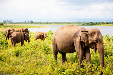 Naklejka na ściany i meble Wild elephants in Sri Lanka