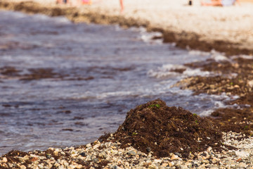 Contamination of the ocean and shore with algae and debris. Ecological problem. Dirty water